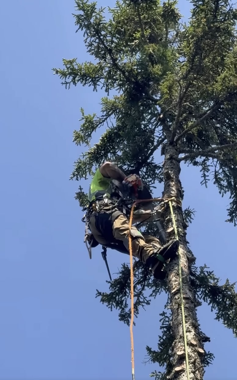 Professional tree trimming and pruning service in Westminster, CO